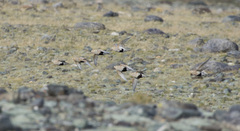 Syrrhaptes paradoxus