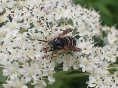 Dolichovespula albida