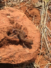Pachydactylus capensis