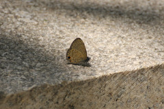 Prosotas nora superdates