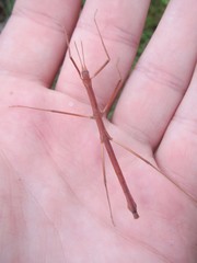 Pachymorpha simplicipes