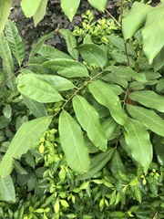 Dimocarpus longan