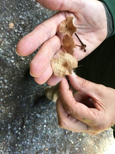 Gymnopus subpruinosus image