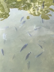 Heterotilapia buettikoferi