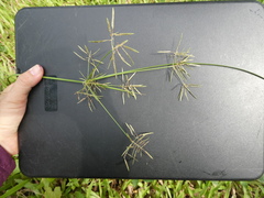 Cyperus sphacelatus