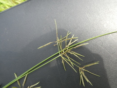 Cyperus sphacelatus