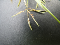 Cyperus sphacelatus