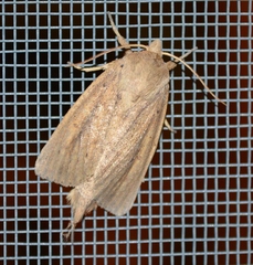 Globia oblonga