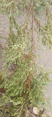 Artemisia scoparia