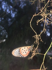 Acraea neobule neobule