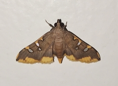 Prophantis