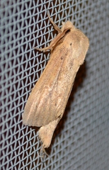 Globia oblonga