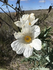 Argemone glauca