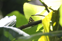 Phaedyma columella singa