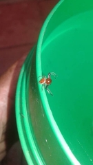 Synema decens