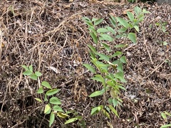 Bridelia tomentosa