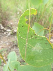 Austrosipyloidea carterus