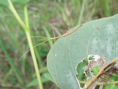 Austrosipyloidea carterus