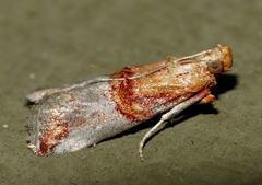 Hypargyria metalliferella