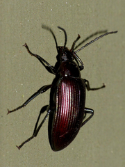 Praeugenini
