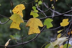 Liriodendron chinense