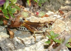 Gomphocerus sibiricus sibiricus
