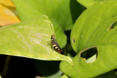 Apalacris varicornis
