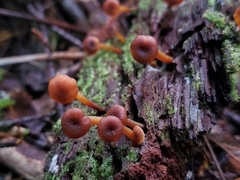 Xeromphalina brunneola