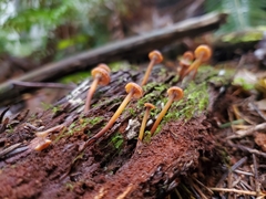 Xeromphalina brunneola