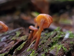 Xeromphalina brunneola