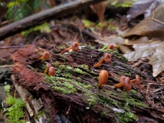 Xeromphalina brunneola