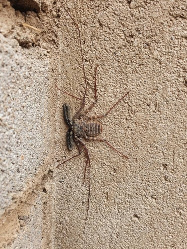 Common Whipspider