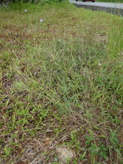 Digitaria bicornis