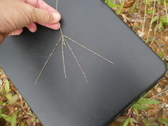 Digitaria bicornis