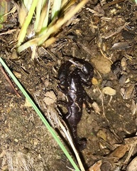 Cheloctonus anthracinus