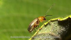 Paleosepharia posticata