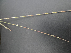 Digitaria bicornis