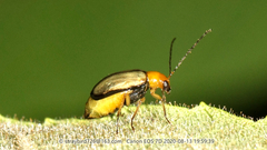 Paleosepharia posticata