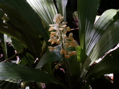 Image of Calanthe formosana by (c) Jacy Chen, some rights reserved (CC BY)
