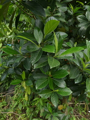 Artocarpus heterophyllus