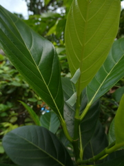 Artocarpus heterophyllus