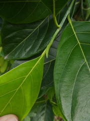 Artocarpus heterophyllus