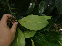 Artocarpus heterophyllus