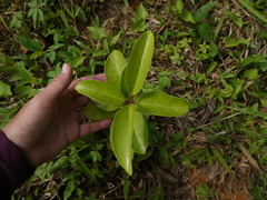 Syzygium grande