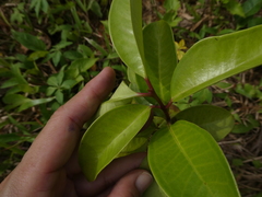 Syzygium grande