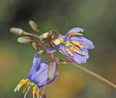 Lipotriches flavoviridis