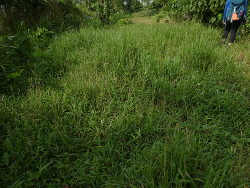 Ischaemum ciliare
