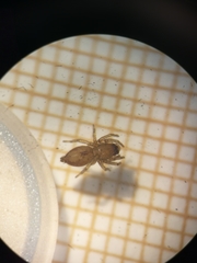 Porrhoclubiona leucaspis