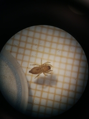 Porrhoclubiona leucaspis