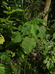 Clerodendrum villosum